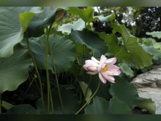 旋乐吧娱乐软件推荐✅-㊙️旋乐吧手机客户端