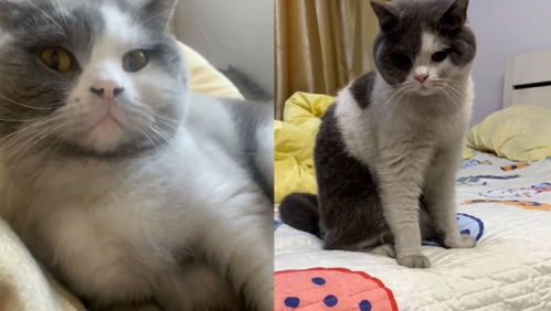 深圳住宅起火，宠物猫警觉唤醒全家逃生